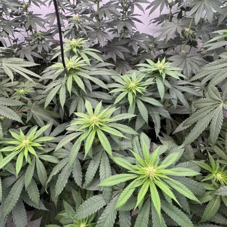 Multi strain grow
