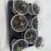 Multi strain grow