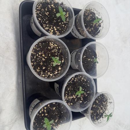 Multi strain grow