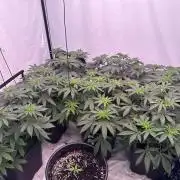 Multi strain grow