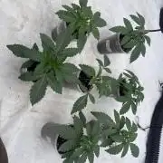 Multi strain grow