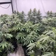 Multi strain grow