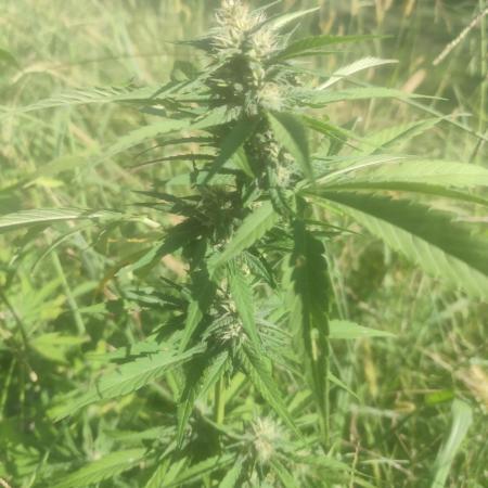 Critical Bilbo og punch xxl