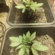 Critical Bilbo og punch xxl