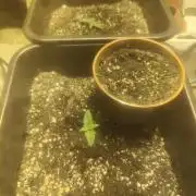 Critical Bilbo og punch xxl