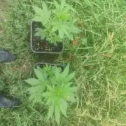 Critical Bilbo og punch xxl