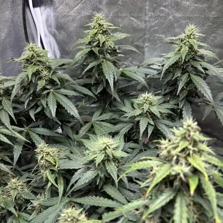 150W: 2x CBD Auto Charlotte's Angel & 1x CBD Auto 20:1 - 2x2