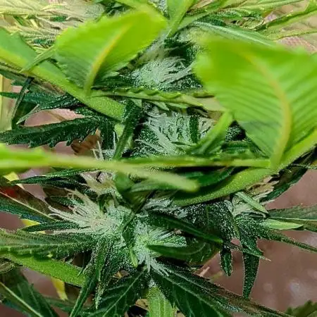 A Little Blue 💙