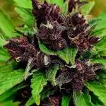 Blackberry Yes Please!
