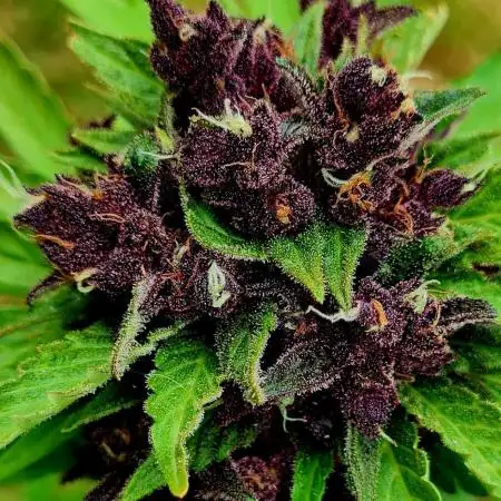 Blackberry Yes Please!
