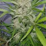Juicy Fruit