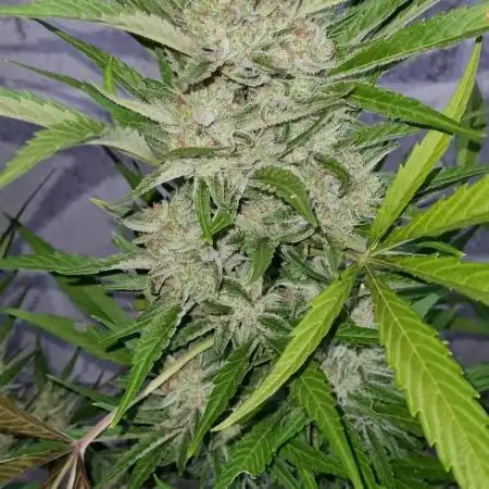 Juicy Fruit