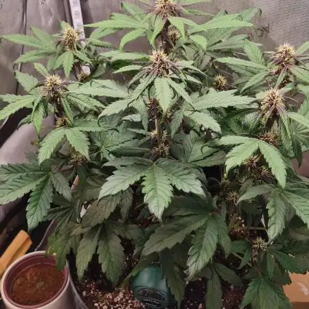 Purple Medicine
