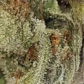 Juicy Fruit