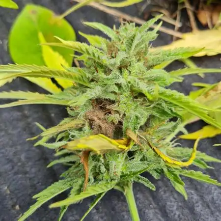 Undercover CBD