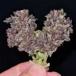 Blackberry Yes Please!