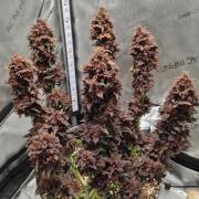 Purple Medicine