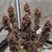 Purple Medicine