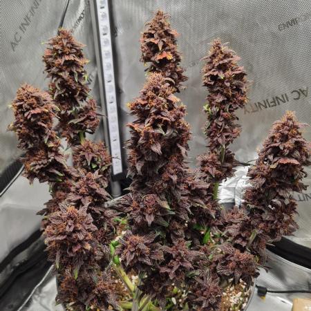 Purple Medicine