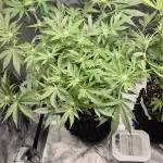 Jack herer