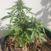 Blueberry Gummy Bears Balcony