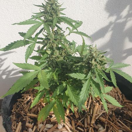 Blueberry Gummy Bears Balcony