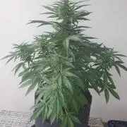 Bad Weather Grow #1 (DE/EN) x Hy-Pro