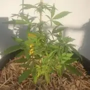 Blueberry Gummy Bears Balcony