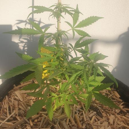 Blueberry Gummy Bears Balcony