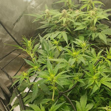 Mystery Box Autos on Living Soil