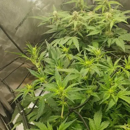 Mystery Box Autos on Living Soil