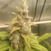 Mystery Box Autos on Living Soil