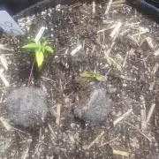 RIP - RF3 Trial Pack | All 3 Strains