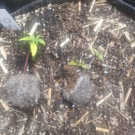 RIP - RF3 Trial Pack | All 3 Strains