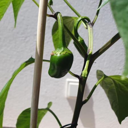 Jalapeño Samira-shiny Mexiko Chili