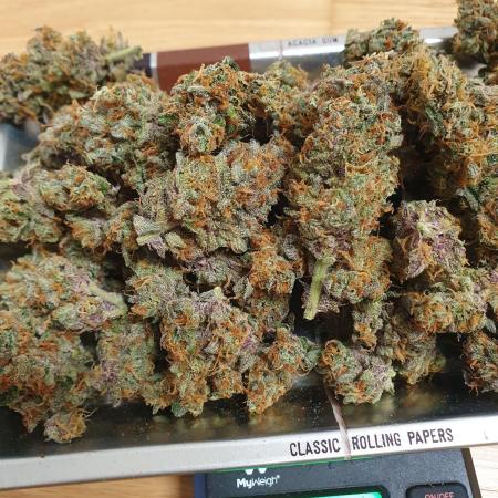 Original Genetic SCROG Living Soil