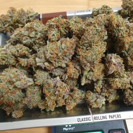 Original Genetic SCROG Living Soil