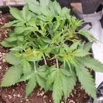 Mystery Box Autos on Living Soil