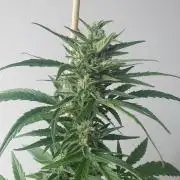 Balcony Plant #2 (DE/EN) x Hy-Pro
