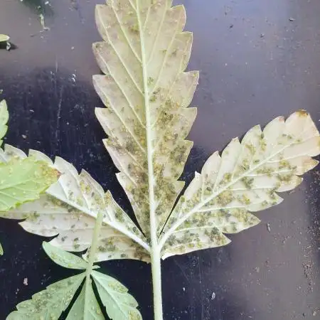 Small Balcony Organic