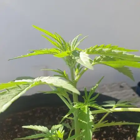 Bad Weather Grow #1 (DE/EN) x Hy-Pro