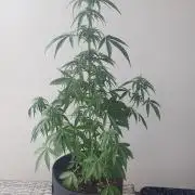 Balcony Plant #2 (DE/EN) x Hy-Pro