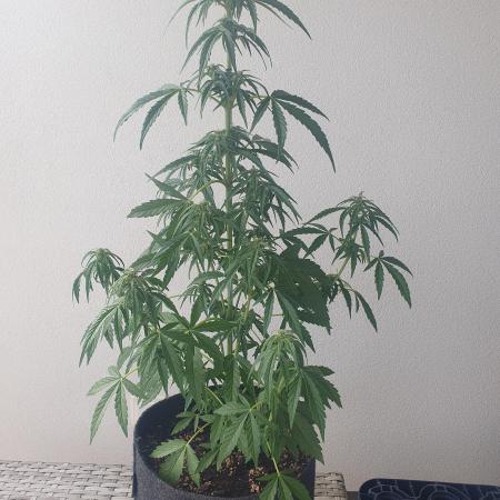 Balcony Plant #2 (DE/EN) x Hy-Pro