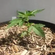 Apollo F1 Late Season Test