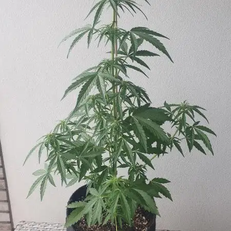 Balcony Plant #2 (DE/EN) x Hy-Pro