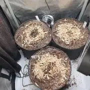 RF3 Trial Pack | All 3 Strains