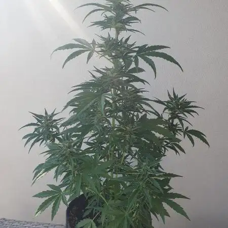 Balcony Plant #2 (DE/EN) x Hy-Pro
