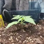 Mystery Box Autos on Living Soil