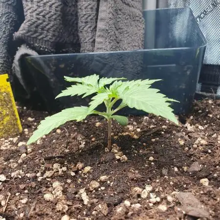 Mystery Box Autos on Living Soil