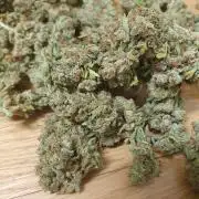 Balcony Plant #2 (DE/EN) x Hy-Pro